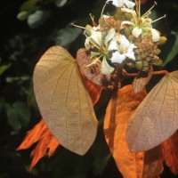 Phanera aureifolia (K.Larsen & S.S.Larsen) Bandyop., Ghoshal & M.K.Pathak